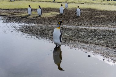 Kral penguen yansıması ile