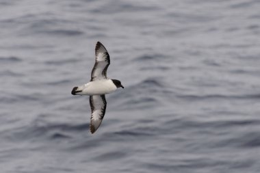 Antarktika kuşu (Thalassoica Antarktika)