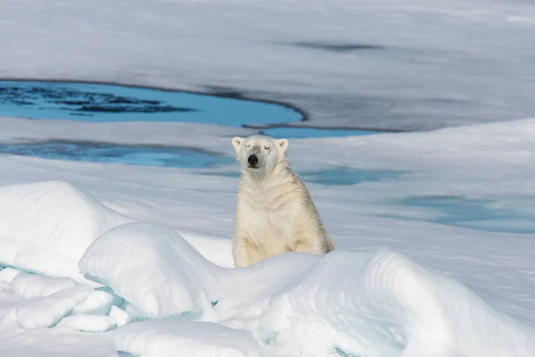 Urso Polar Sentado Neve — Fotografia de Stock