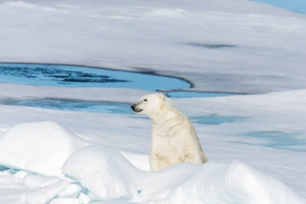 Urso Polar Sentado Neve — Fotografia de Stock