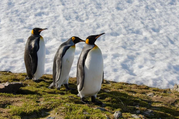 Kral Penguenler Güney Georgia Üzerinde — Stok fotoğraf