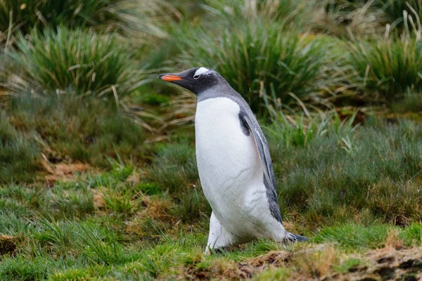 Pingüino Suave Húmedo Hierba Verde Tiempo Lluvioso — Foto de Stock