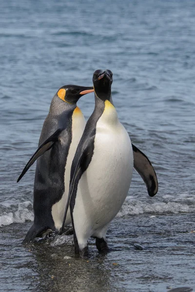 King penguins going from sea