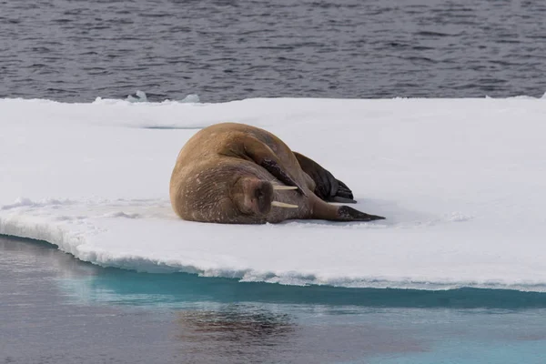 Niedliches Walross Auf Eis — Stockfoto