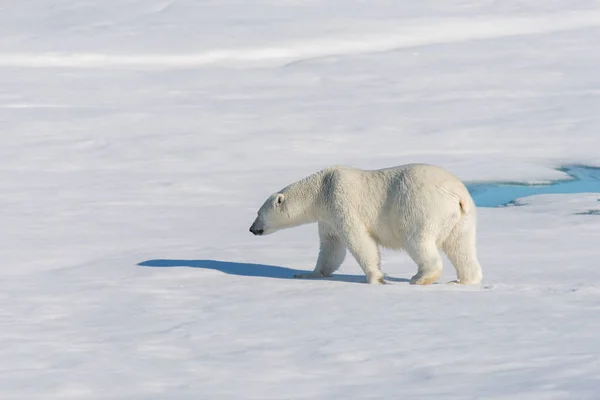 Oso Polar Paquete Hielo — Foto de Stock