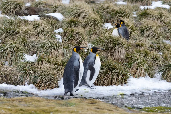 Pingouins Royaux Géorgie Sud — Photo