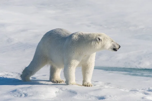 Eisbär Packeis — Stockfoto