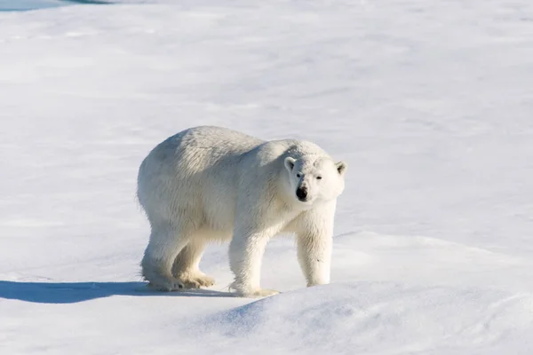 Urso Polar Embalagem Gelo — Fotografia de Stock