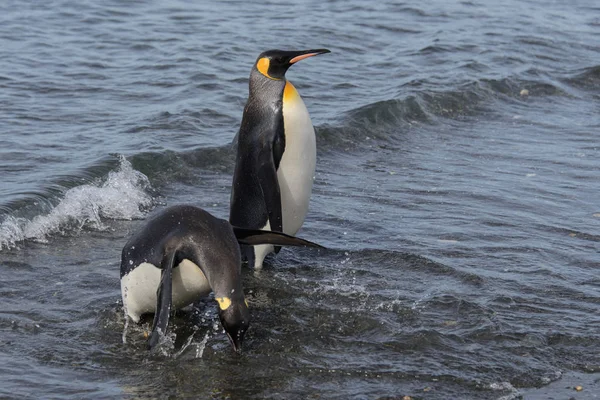 从海上来的企鹅王 — 图库照片