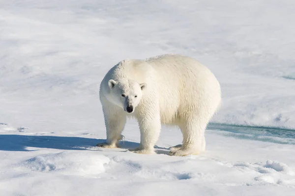Urso Polar Embalagem Gelo — Fotografia de Stock