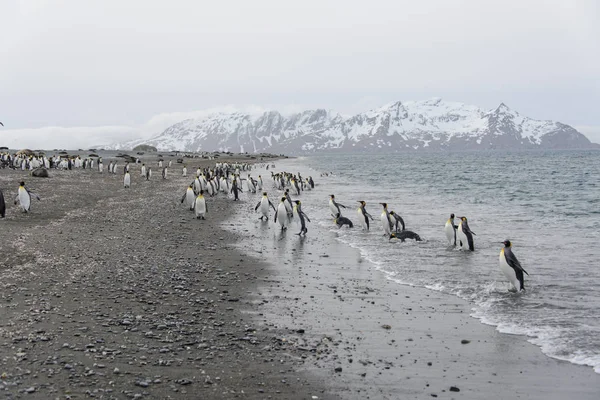 King Penguins Going Sea — Stock Photo, Image