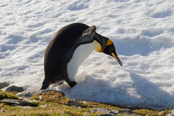 Koning Pinguins Zuid Georgië — Stockfoto