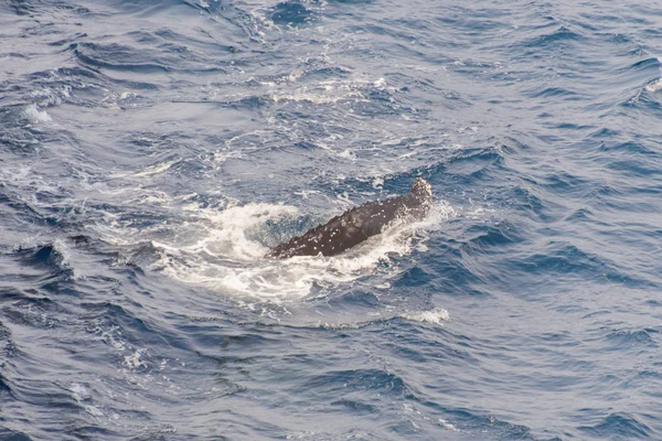 Humpback Whale Swimming Deep Blue Sea Water Aerial View — Stock Photo, Image