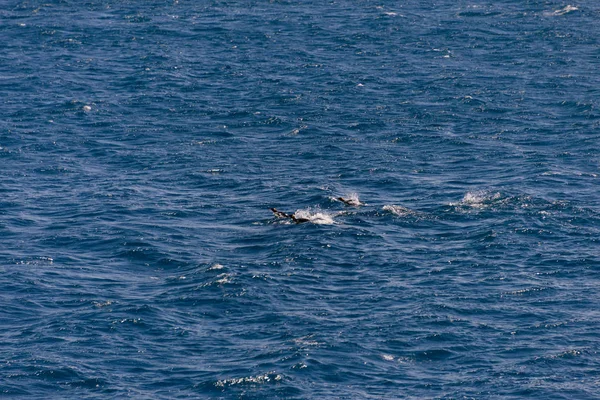 Güzel Güney Georgia manzara