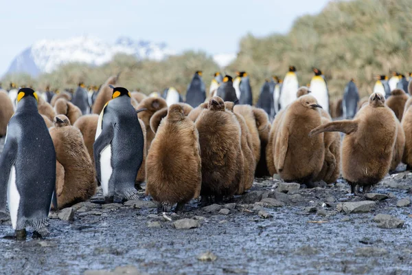 Belo Pinguim Rei Adulto — Fotografia de Stock