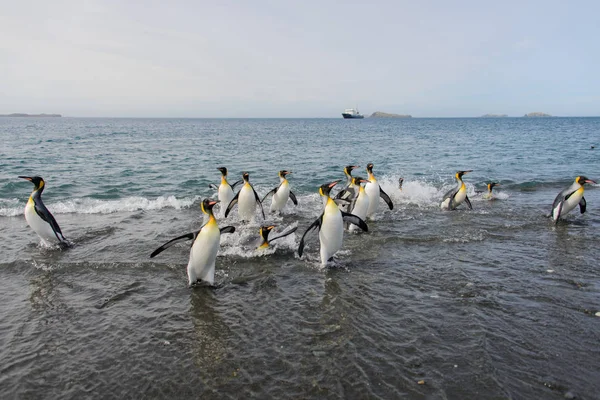 Pingwiny Królewskie Morza — Zdjęcie stockowe