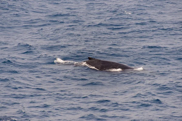 Humpback Whale Fin Sea — Stock Photo, Image