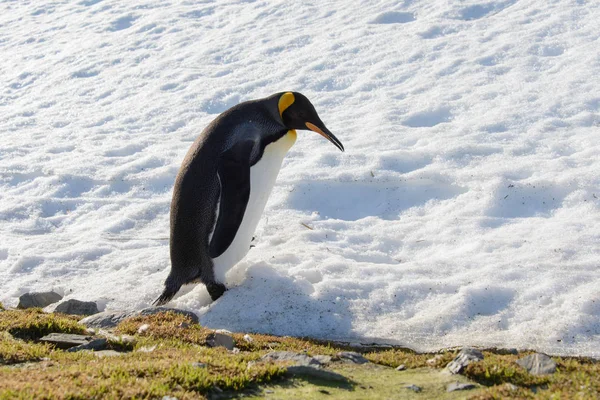 Kral Penguenler Güney Georgia Üzerinde — Stok fotoğraf