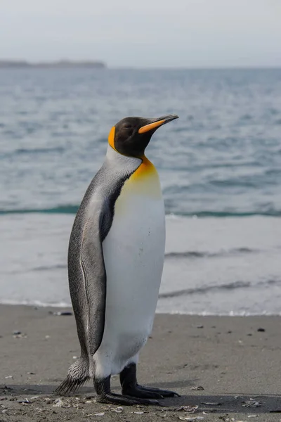 Prachtige Volwassen Koning Pinguïn — Stockfoto