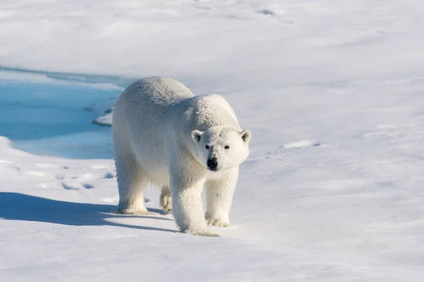 パック氷のシロクマ — ストック写真