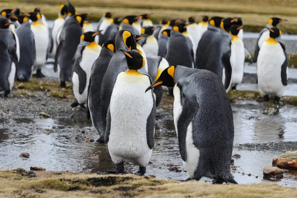 Pingüinos Rey Georgia Del Sur —  Fotos de Stock