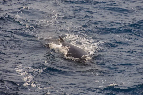 Aleta Ballena Jorobada Mar — Foto de Stock