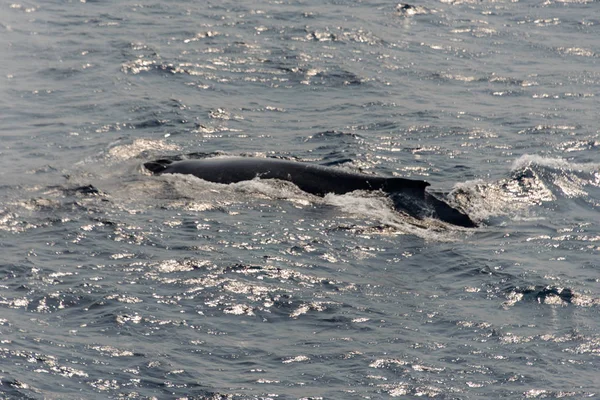 Aleta Ballena Jorobada Mar — Foto de Stock