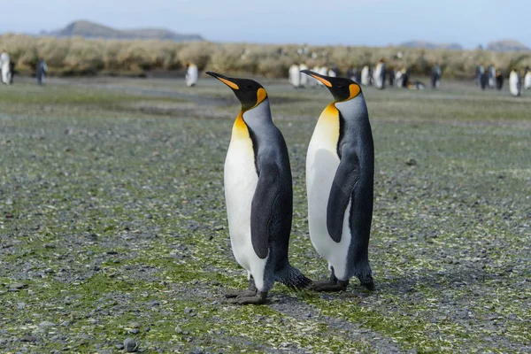 Pingouins Royaux Sur Île Géorgie Sud — Photo