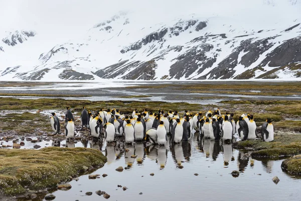Pingüinos Rey Georgia Del Sur — Foto de Stock