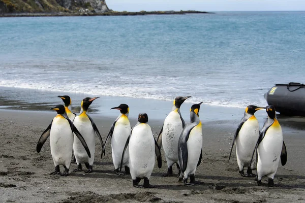 Pinguini Sull Isola Della Georgia Del Sud — Foto Stock