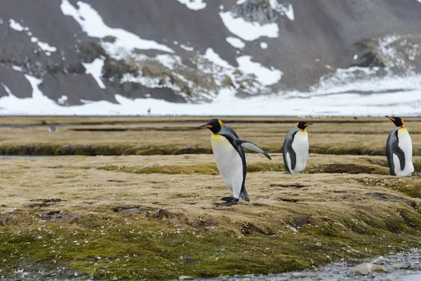 Pinguini Sulla Georgia Del Sud — Foto Stock