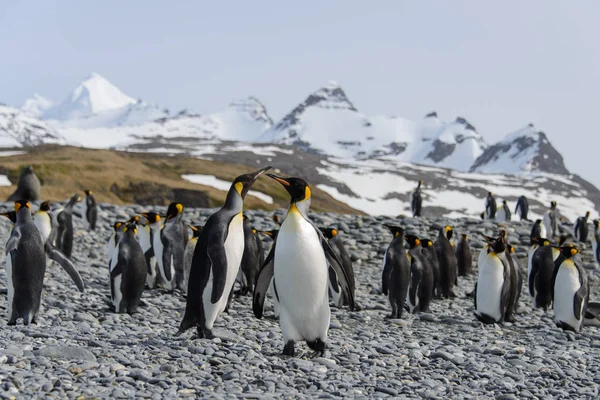 Pingouins Royaux Sur Île Géorgie Sud — Photo