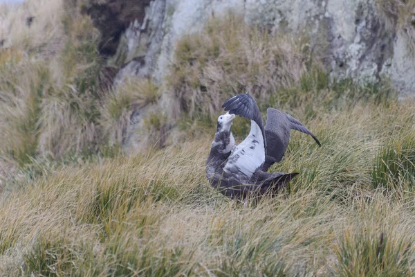 Albatros Poussin Dans Nid Écartant Les Ailes — Photo