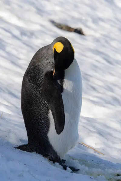 Pingüinos Rey Georgia Del Sur — Foto de Stock