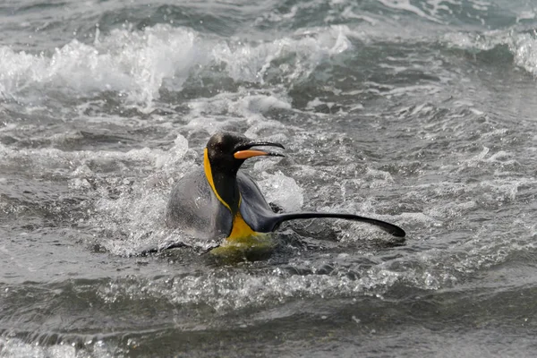 Koning Pinguïn Gaande Van Zee — Stockfoto