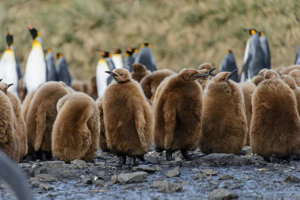 Rey Pingüino Polluelos Naturaleza — Foto de Stock