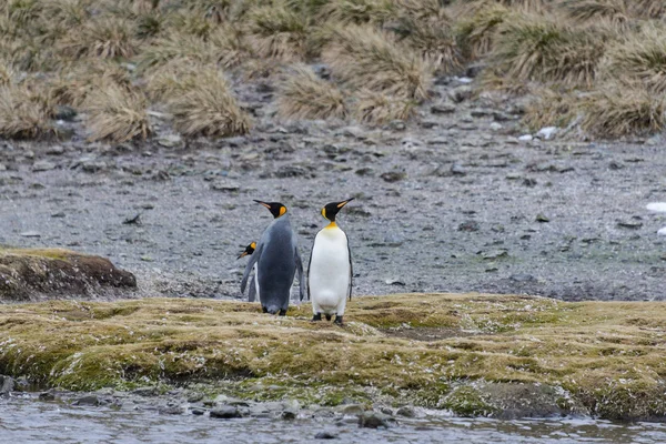 Koning Pinguins Zuid Georgië — Stockfoto