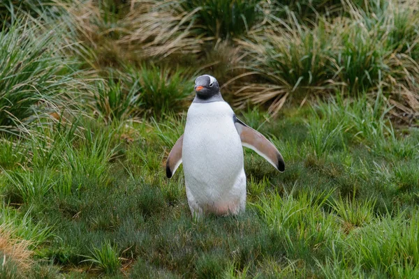 Mokré Gentoo Penguine Zelené Trávě Deštivé Počasí — Stock fotografie
