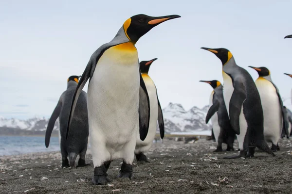 Pinguins Rei Ilha Geórgia Sul — Fotografia de Stock