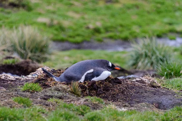 Pingouin Doux Humide Dans Nid Par Temps Pluvieux — Photo
