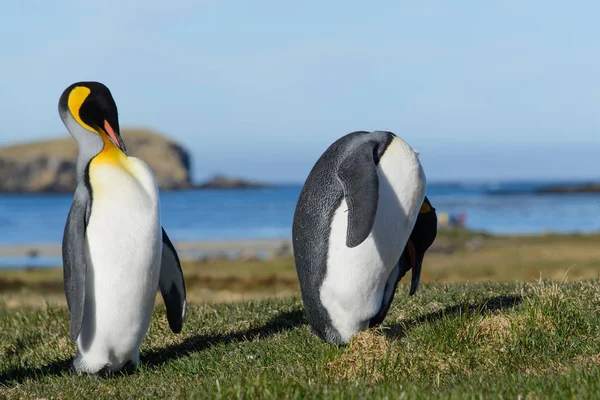 Pingouins Royaux Géorgie Sud — Photo