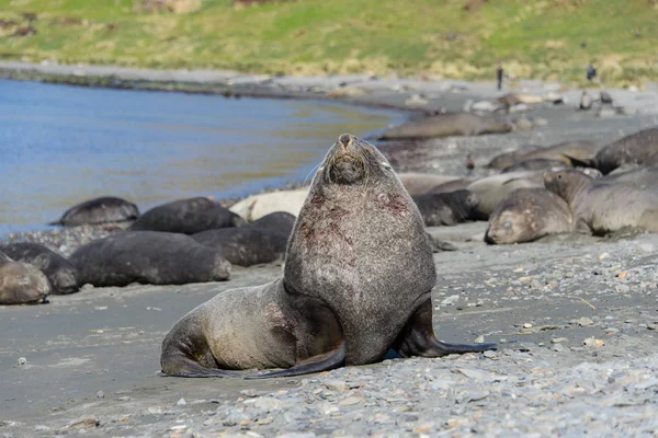 Foca Elefante Durmiendo Naturaleza — Foto de Stock