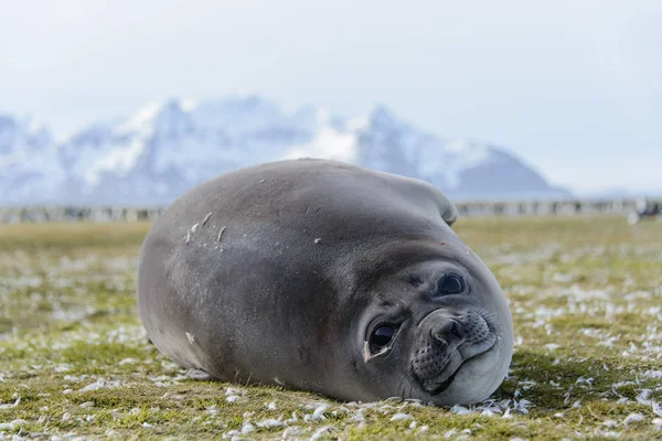 Elephant Seal Sleeping Nature — Stock Photo, Image