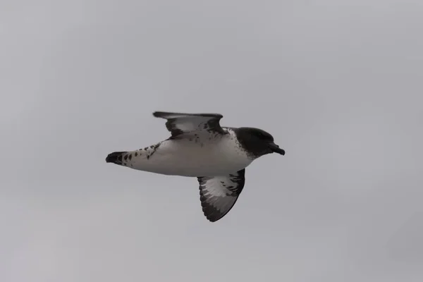Petrel Antarktyki Antarktyda Thalassoica — Zdjęcie stockowe
