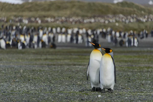 Pinguini Sull Isola Della Georgia Del Sud — Foto Stock