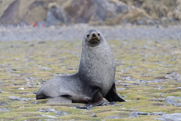 Cute Fur Seal Nature — Stock Photo, Image