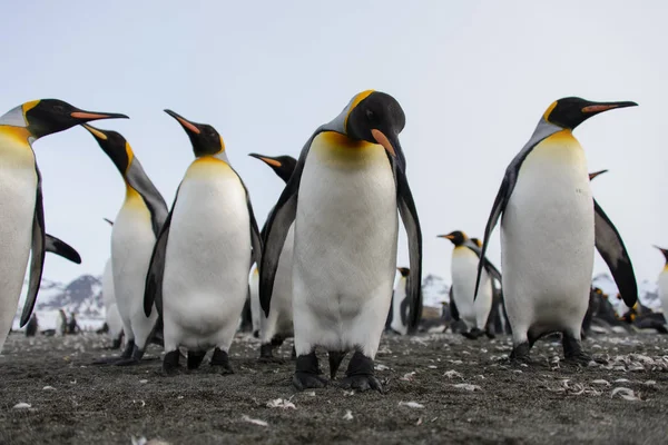 Pinguins Rei Ilha Geórgia Sul — Fotografia de Stock