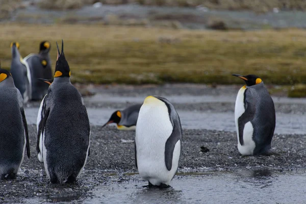 Pingouins Royaux Sur Île Géorgie Sud — Photo