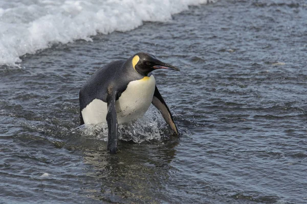 Kung Pingvin Kommer Från Havet — Stockfoto