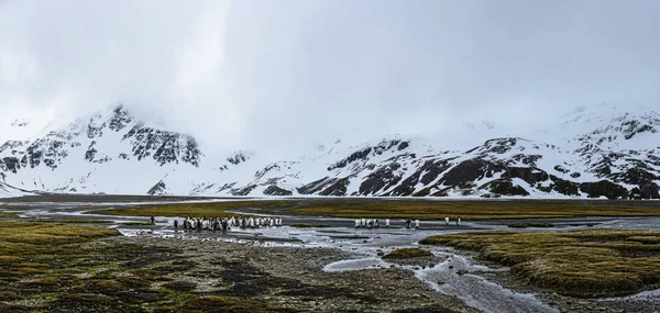 Grupo Pingüinos Rey Caminando Paisaje Árido Cubierto Nieve Con Montañas —  Fotos de Stock